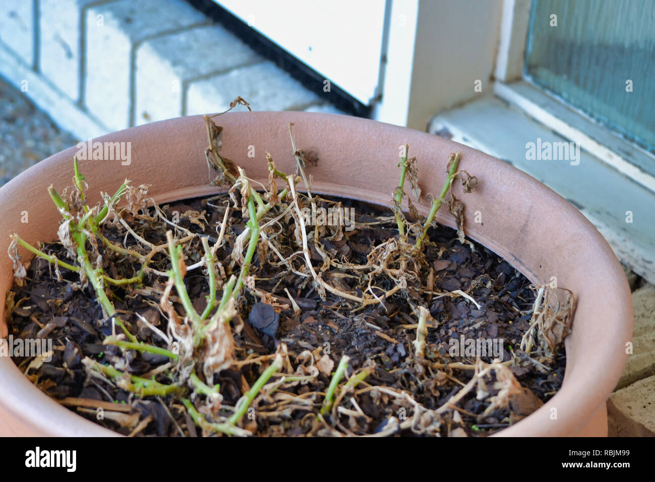 Mort de plantes en pot Banque D'Images