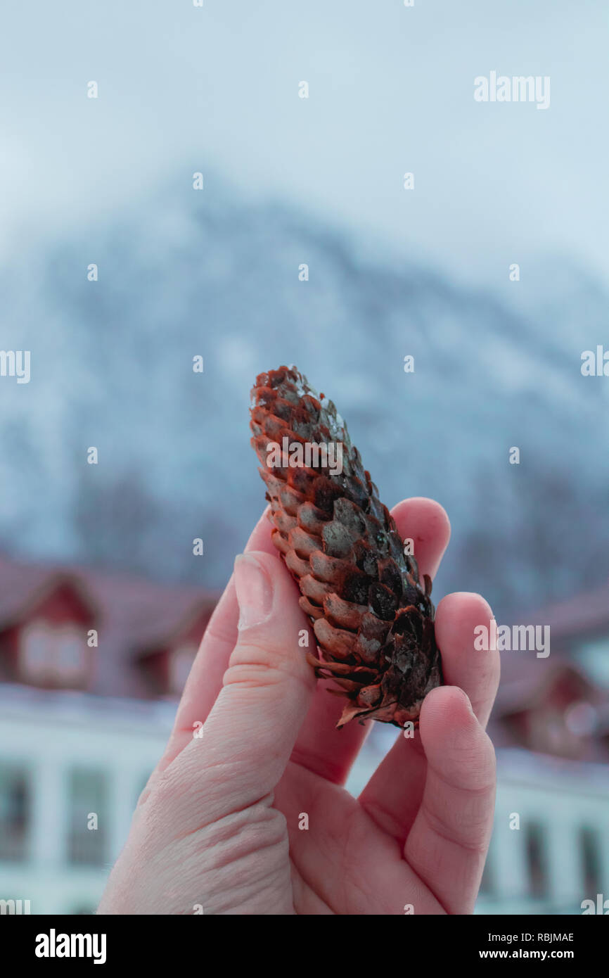 Pinecone Holding, des montagnes l'arrière-plan. Banque D'Images