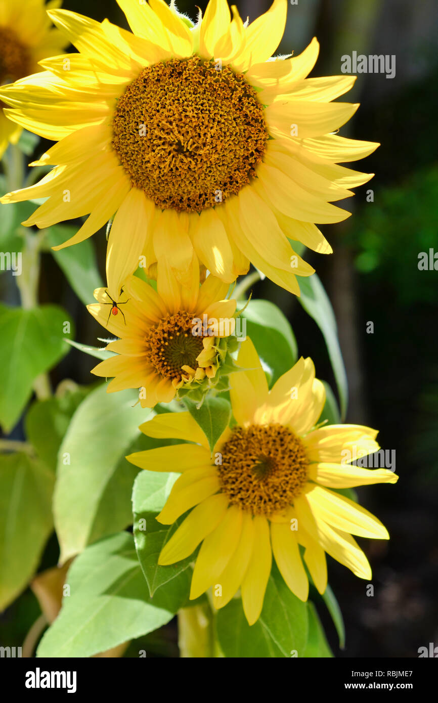 Trois tournesols avec petite araignée orange Banque D'Images