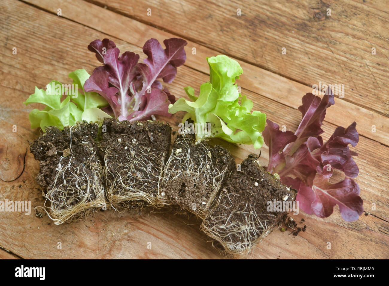 Laitue frisée rouge bébé prêt à planter Banque D'Images