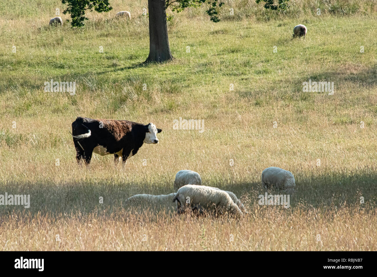 UK, Launde Abbey, LEICESTERSHIRE - Juillet 2018 : Cow & des moutons paissant dans les terres agricoles ouvertes Banque D'Images