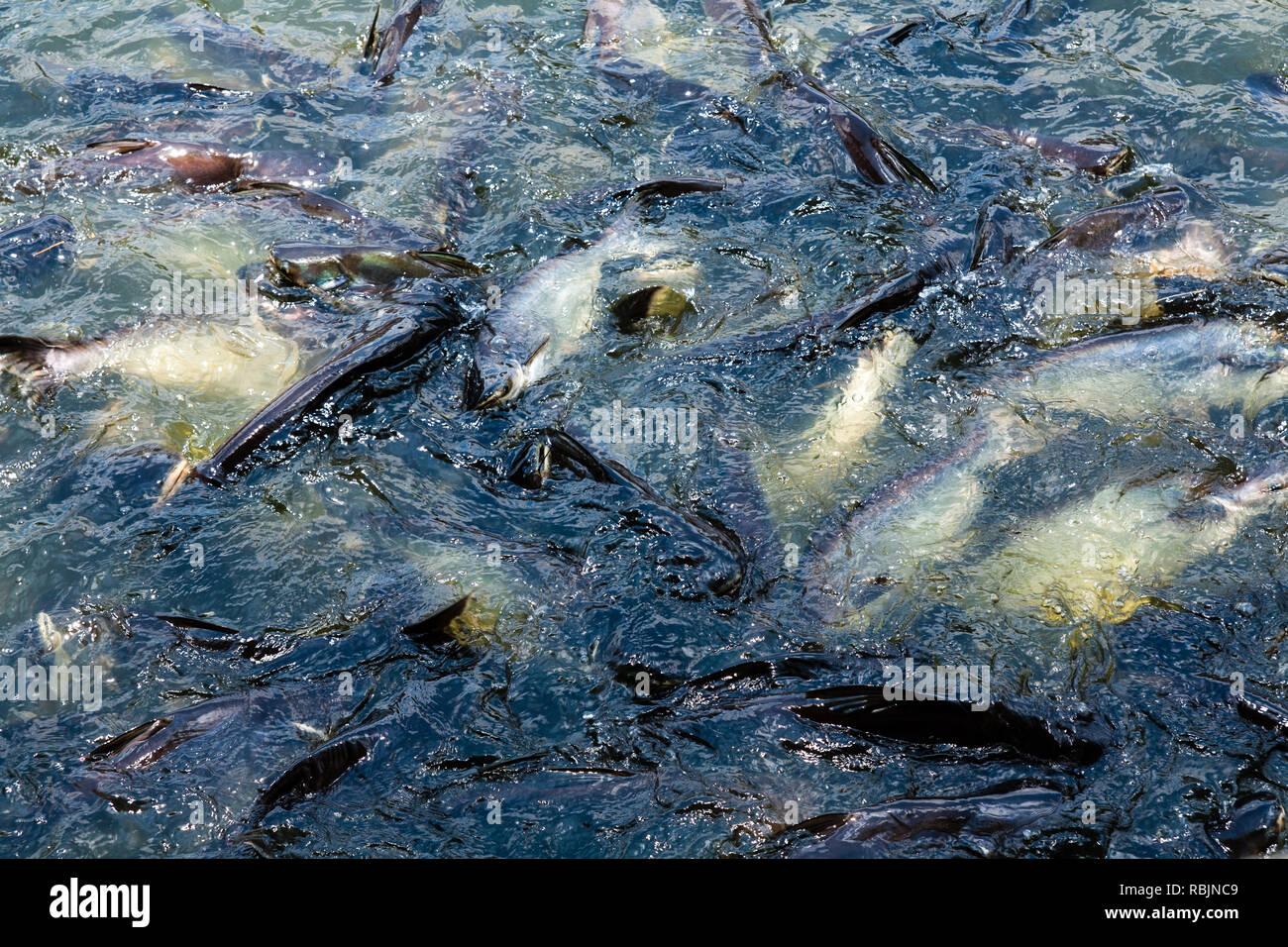 Tonnes de poissons à la surface de l'eau Banque D'Images