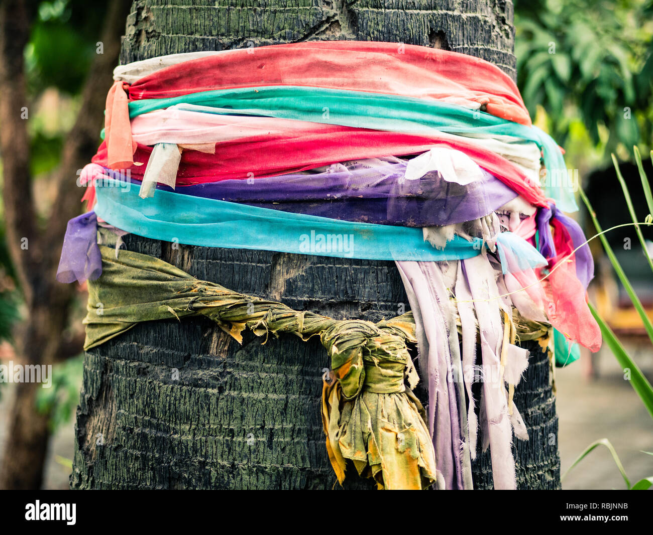 Rubans attachés autour d'un arbre Banque D'Images