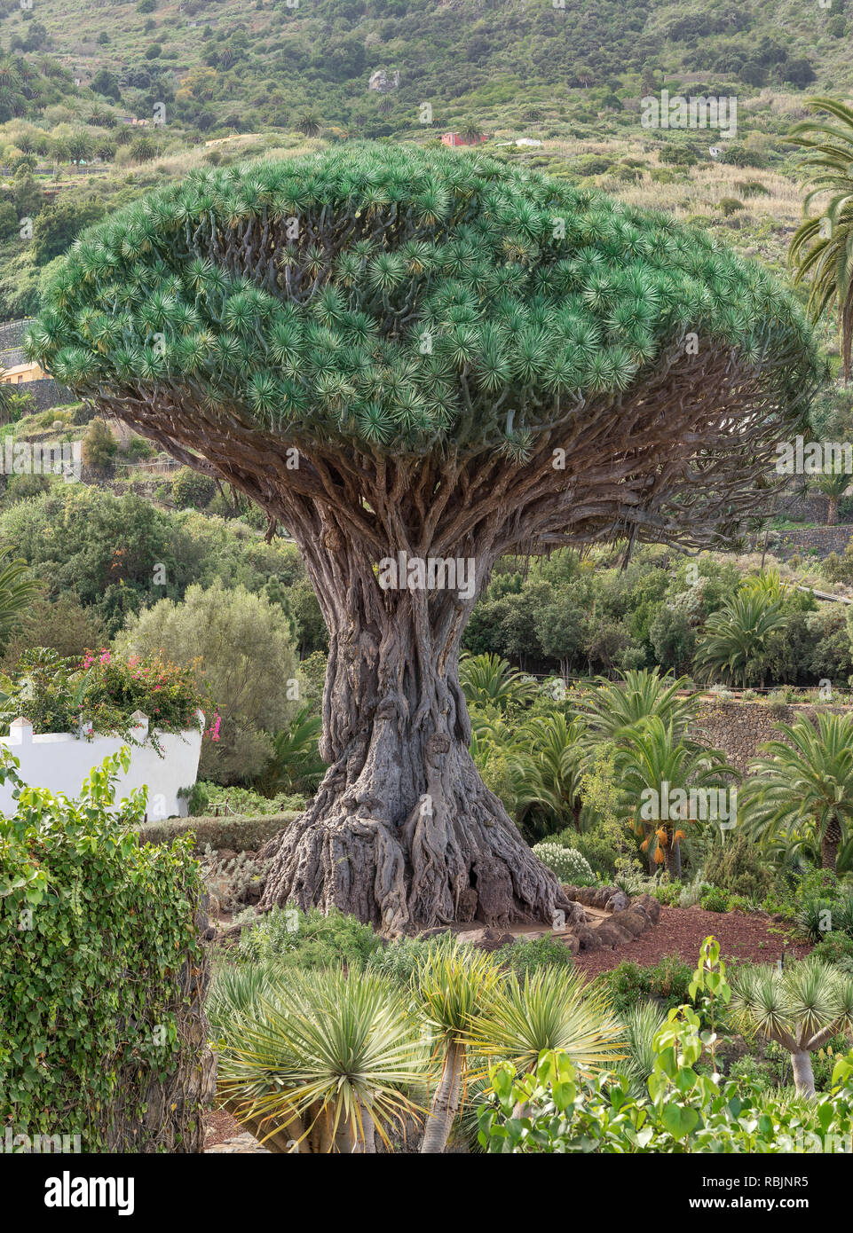 Tenerife - arbre dragon à Icod de los Vinos Banque D'Images