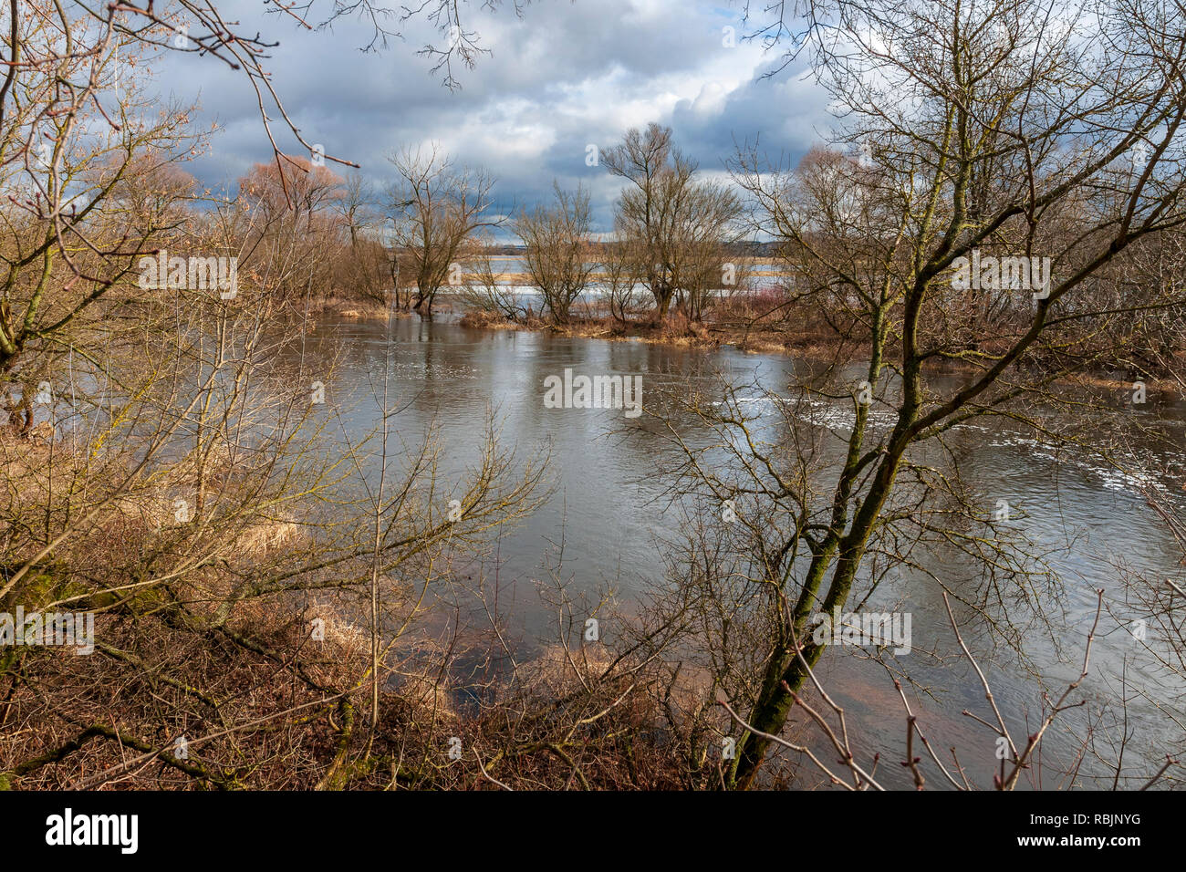 Parc national de Narew, bras morts de la rivière Narew, Pologne, Europe Banque D'Images