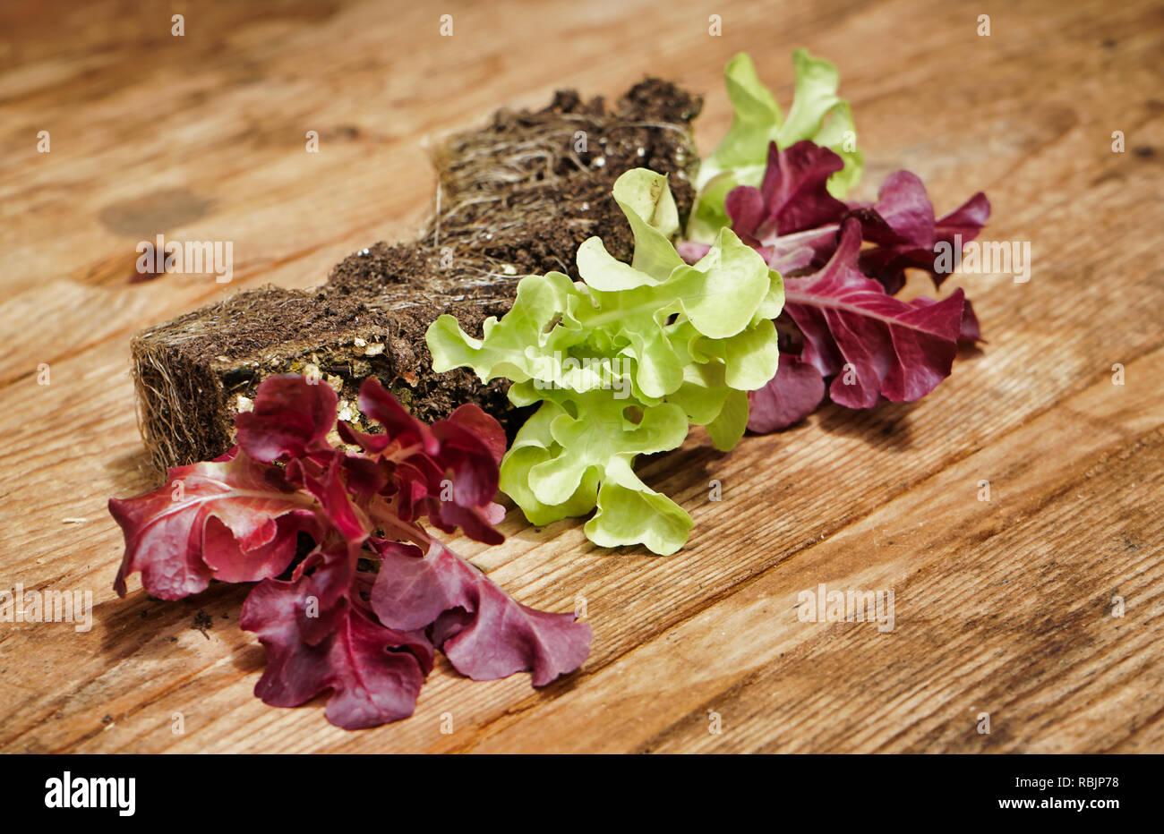 Laitue frisée rouge bébé prêt à planter Banque D'Images