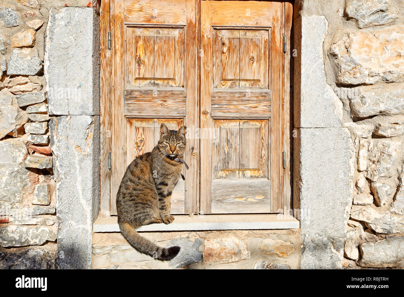 Un chat à l'extérieur de maison traditionnelle dans le village médiéval de Mesta sur l'île de Chios, Grèce Banque D'Images