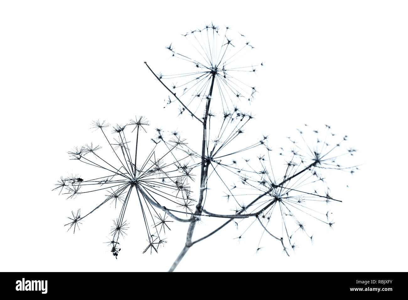 Parapluie recouvert de fleurs gelée frost isolé sur fond blanc Banque D'Images