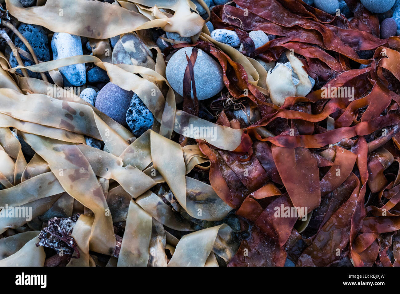 La mer rouge et blanc sur les rochers de la plage de l'herbe Banque D'Images