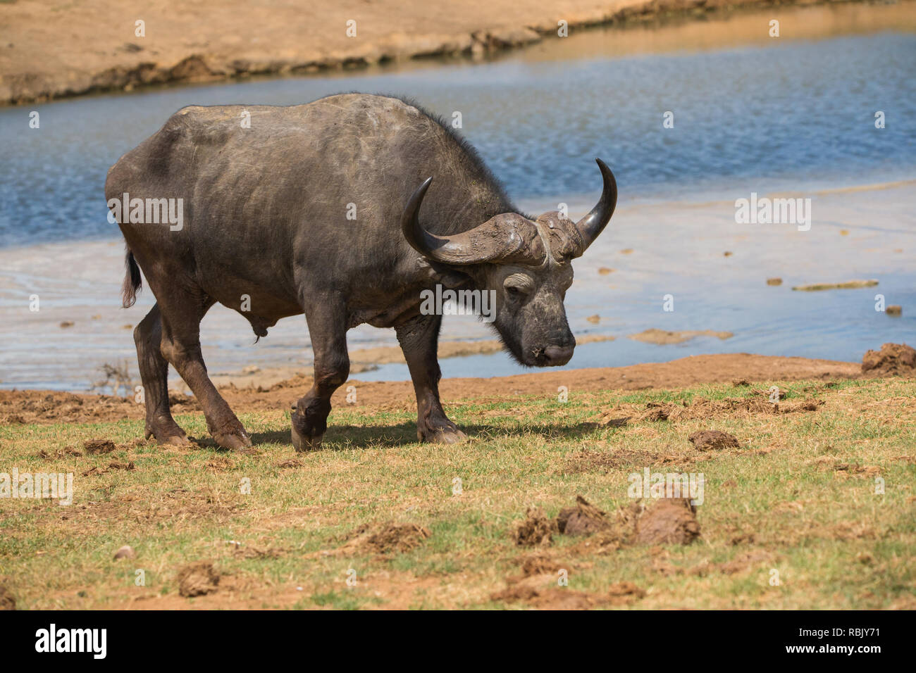 Buffle ou Buffle africain (Syncerus caffer) bull isolé et vieux marche sur son propre à l'état sauvage d'Afrique du Sud, à Addo Elephant National Park Banque D'Images