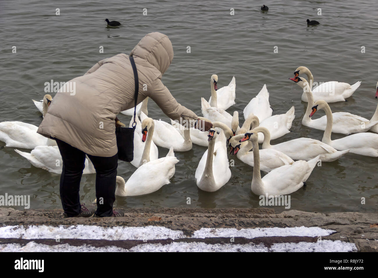 Zemun, Serbie - une femme vêtue à l'alimentation de cygnes les rives du Danube Banque D'Images