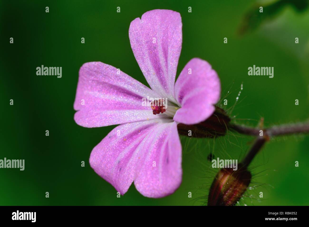 Plan macro sur une herbe-Robert (Geranium robertianum) flower Banque D'Images