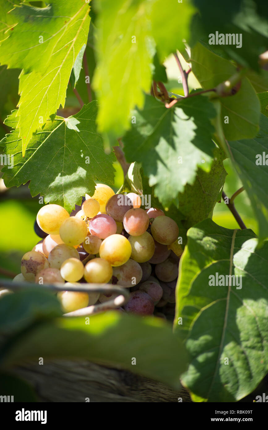 Close up de plusieurs grappes de raisin sur la vigne plante, éclairé par un jaune solaire. Vue verticale. Banque D'Images
