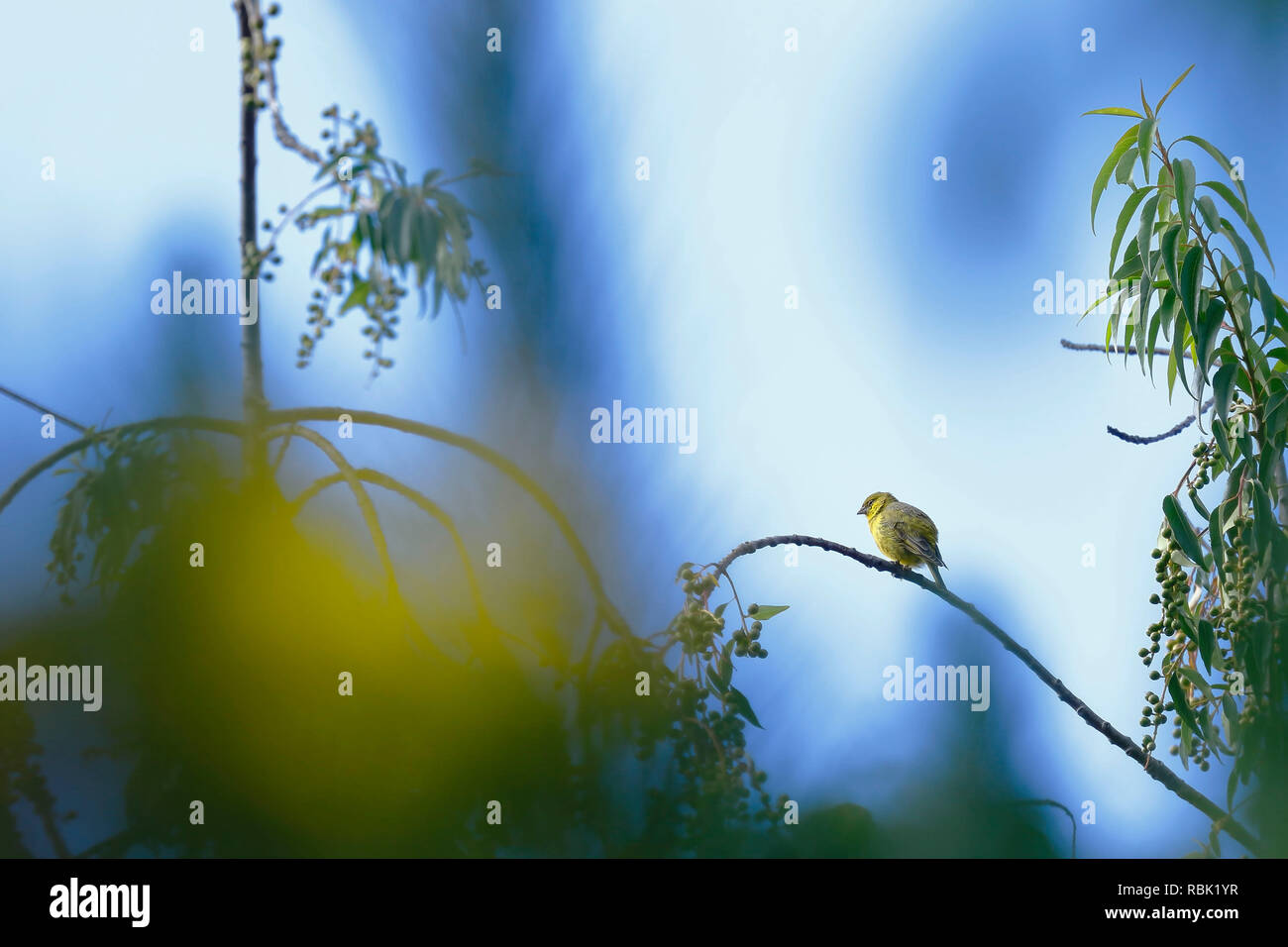 Jaune-verdâtre (Sicalis olivascens finch) perché sur une branche de jardin Banque D'Images