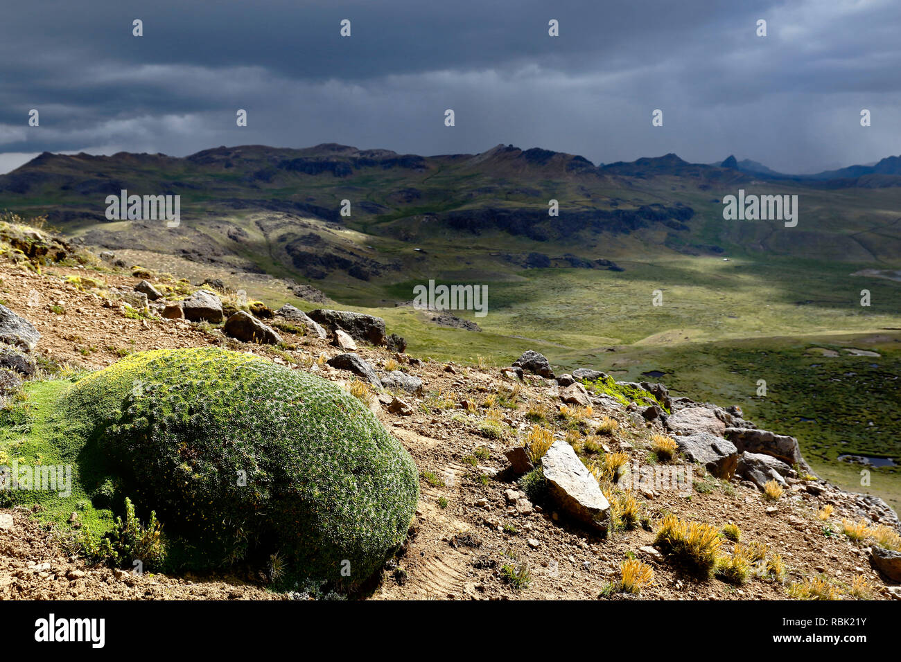 Plante andine (plantago rigida) trouvés dans son environnement naturel dans les hauteurs de Huancavelica. Banque D'Images