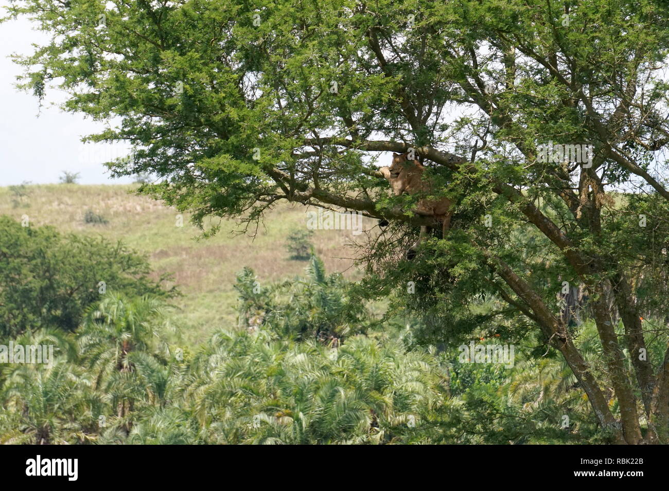 Tree-climbing lionne, Parc national Queen Elizabeth, en Ouganda Banque D'Images