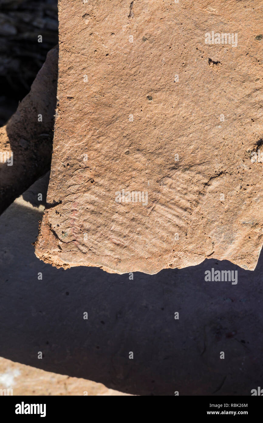Dans le Olenellidae fossiles de trilobites group à l'Oak Springs zone de collecte de fossiles de trilobites du sommet, sur les terres BLM le long de la route 93 au Nevada, USA Banque D'Images