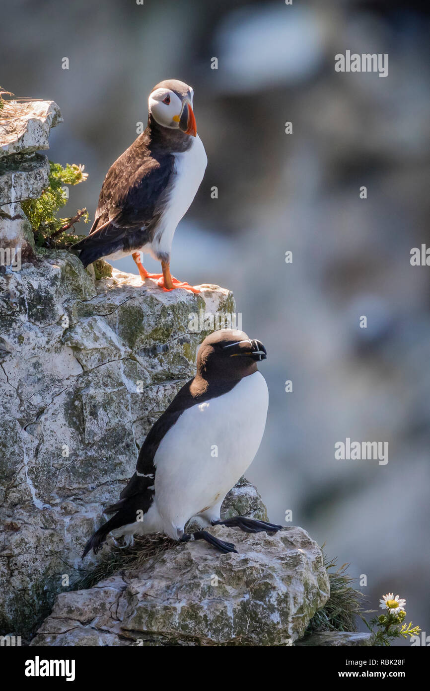 Falaises de Bempton 12/6/2018 Banque D'Images