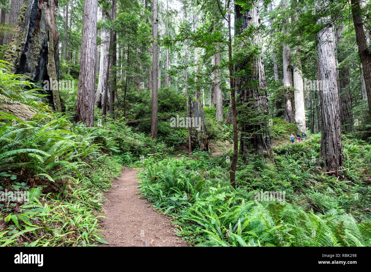 La James Irvine sentier serpente à travers la croissance des séquoias vieux sauvages (Sequoia sempervirens) dans la Région de Prairie Creek Redwoods State Park, Californie. Banque D'Images