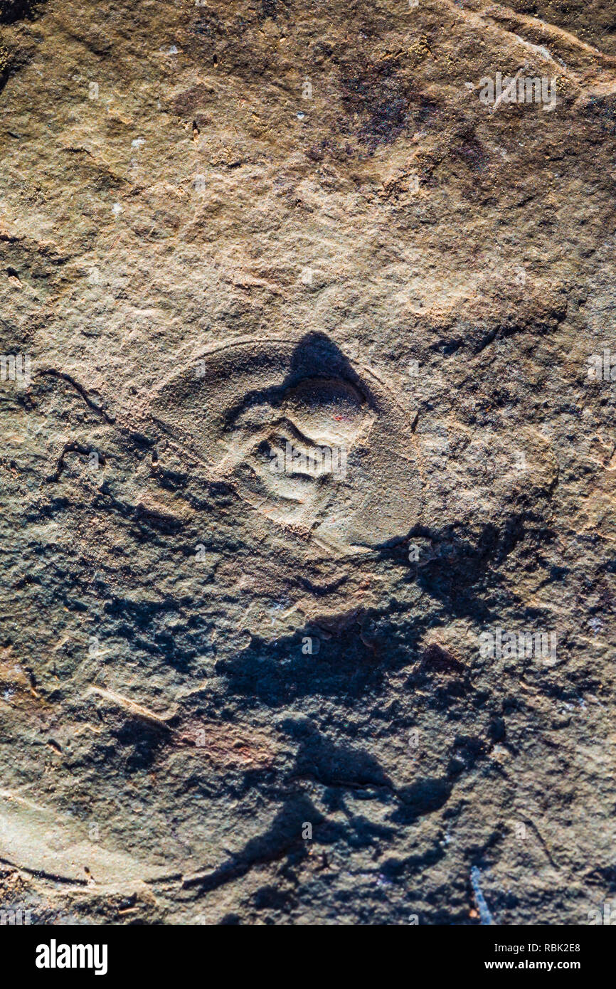 Dans le Olenellidae fossiles de trilobites group à l'Oak Springs zone de collecte de fossiles de trilobites du sommet, sur les terres BLM le long de la route 93 au Nevada, USA Banque D'Images