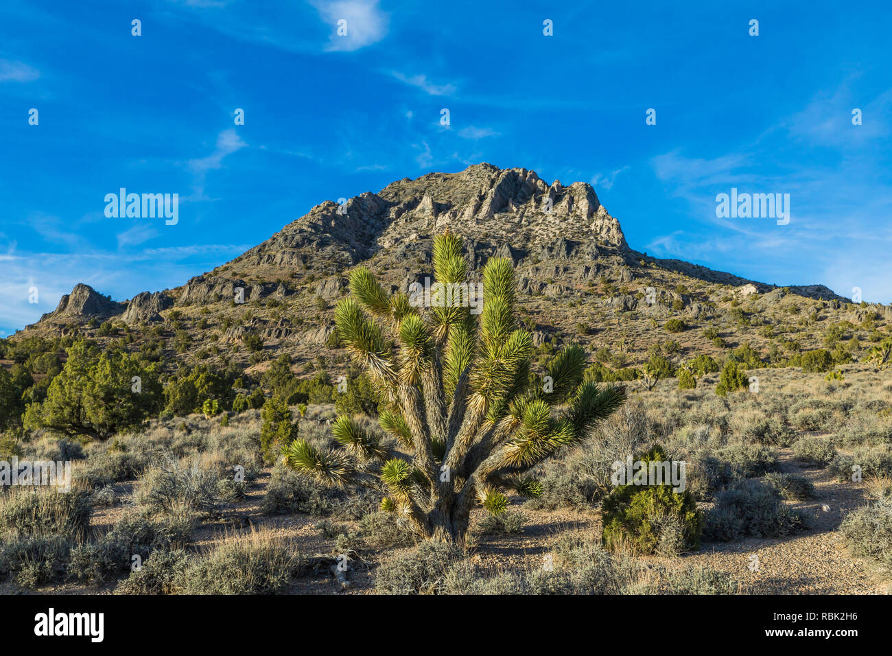 Joshua Tree, Yucca brevifolia, à l'Oak Springs zone de collecte de fossiles de trilobites du sommet, sur les terres BLM le long de la route 93 au Nevada, USA Banque D'Images