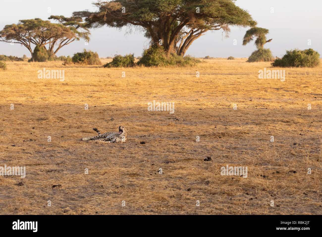 Le Guépard (Acinonyx jubatus), femelle, le repos et le bâillement dans la savane dans le Parc national Amboseli, Kenya Banque D'Images