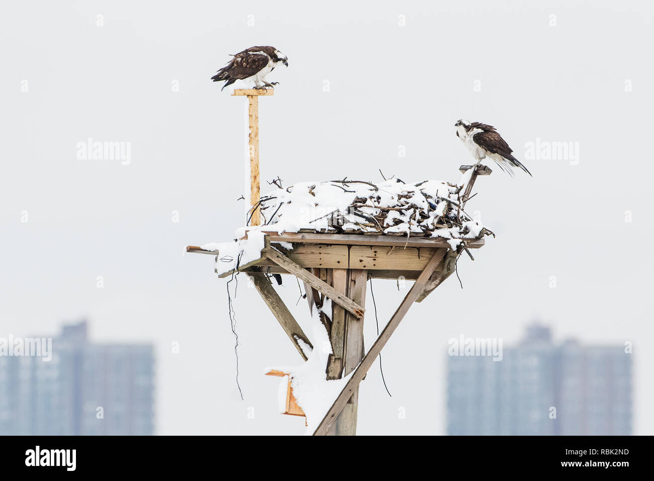 Paire d'Osprey sur la plate-forme sur un jour de neige au début du printemps Banque D'Images