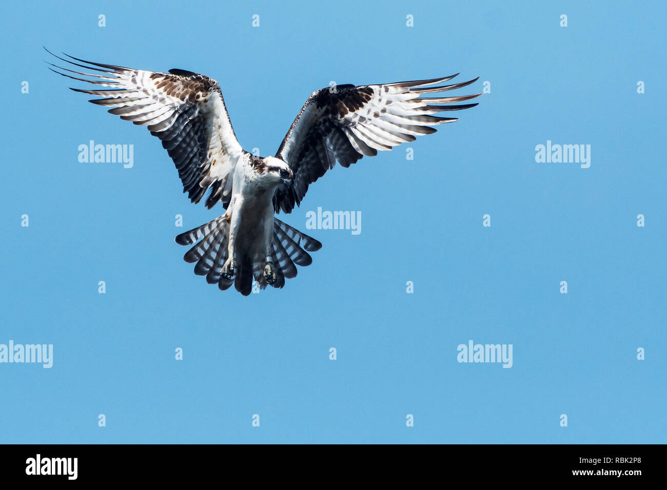 Osprey planant au début d'avril Banque D'Images