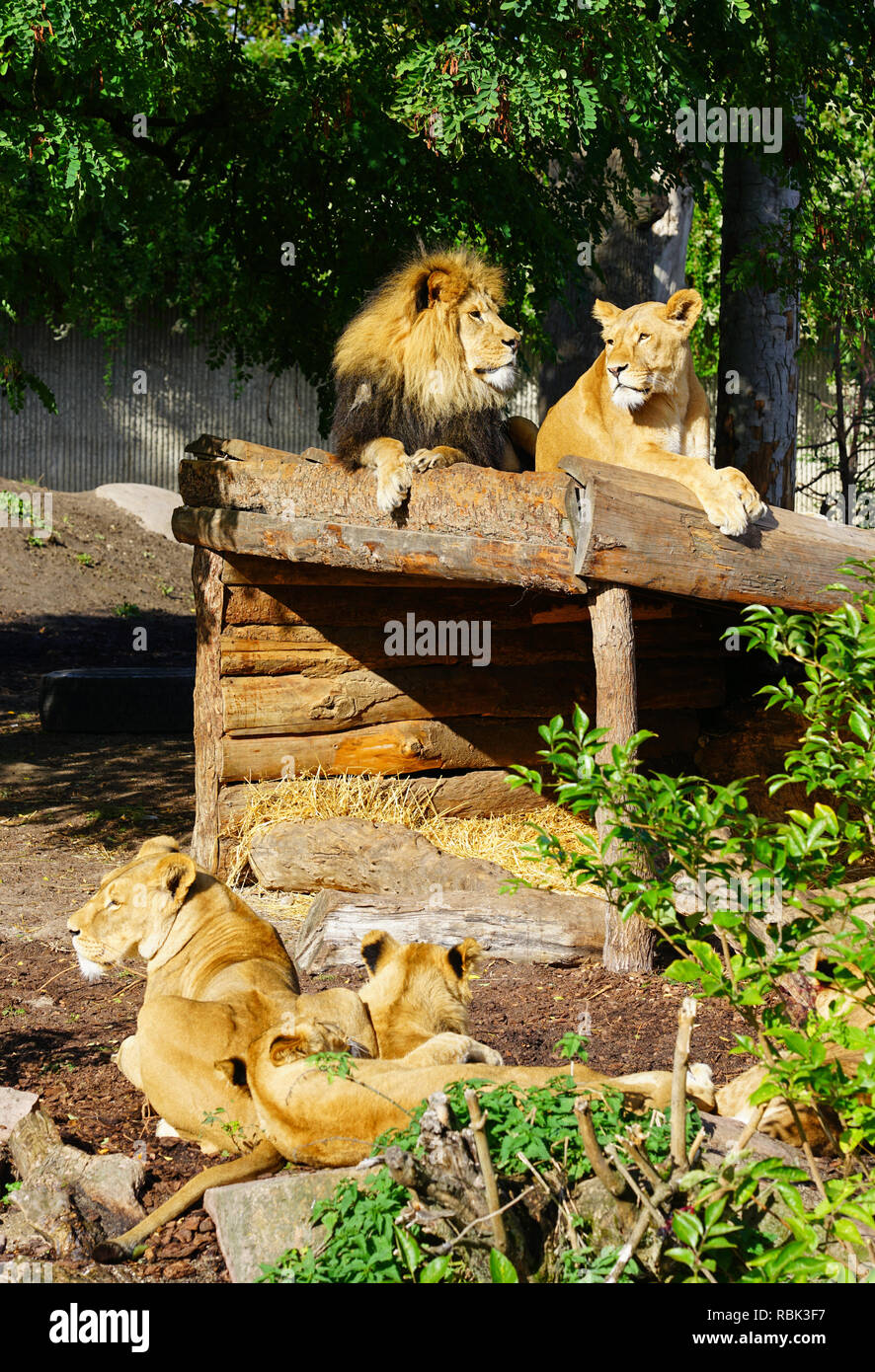 Un majestueux lion et sa lionne au Zoo de Copenhague Banque D'Images