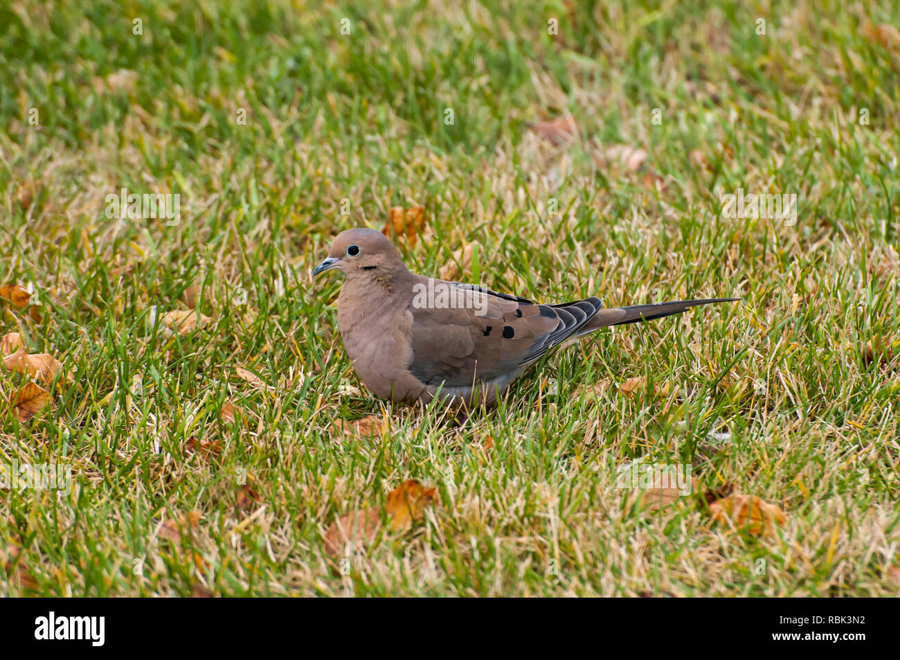 Vadnais Heights, Minnesota. Tourterelle mâle, Zenaida macroura, à l'alimentation des oiseaux pour manger sur le sol à l'automne. Banque D'Images