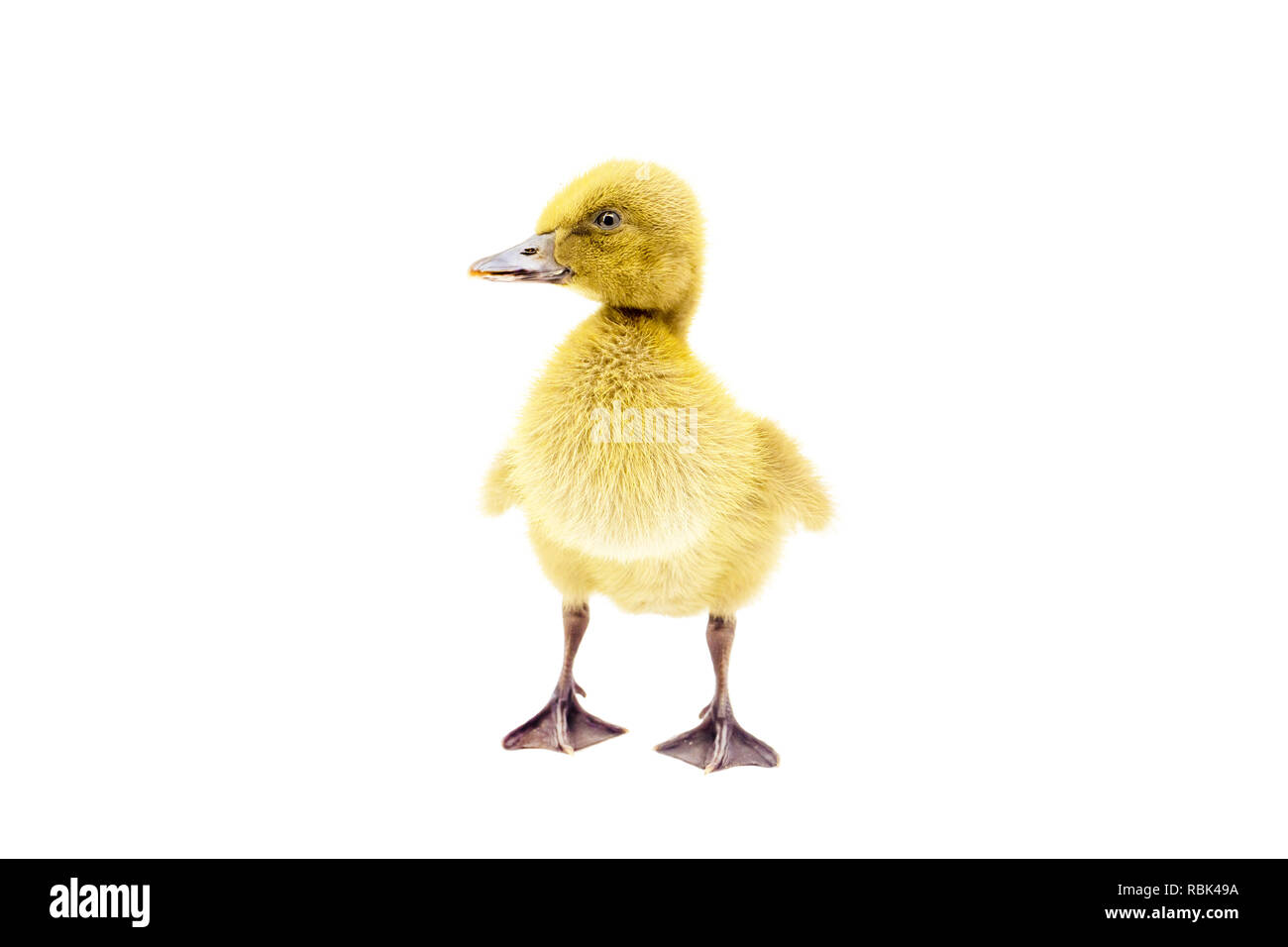 Canetons jaune debout sur un fond blanc. Banque D'Images