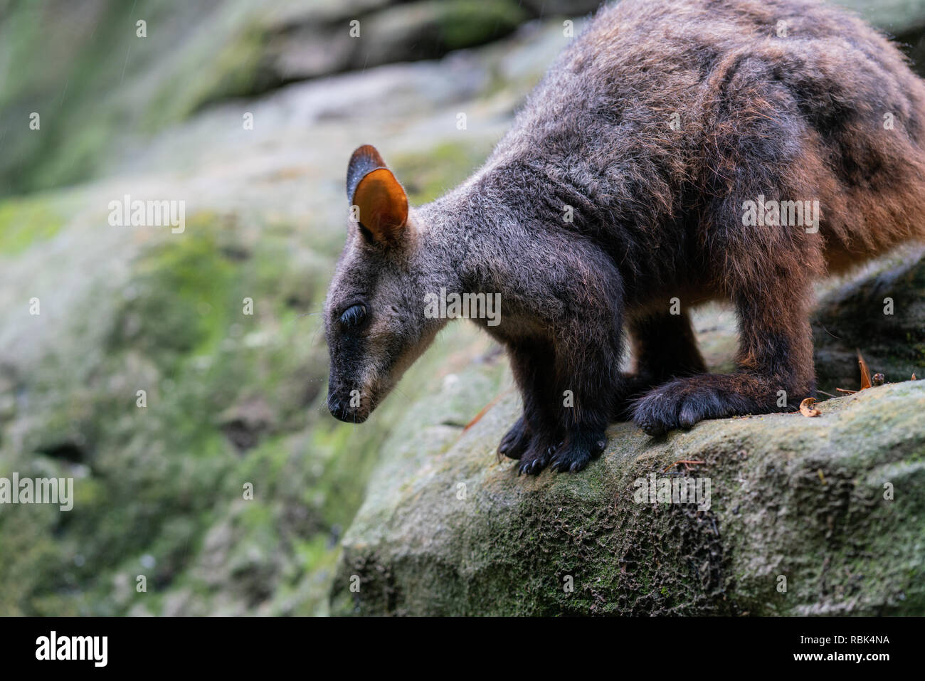 Le Pinceau-rock wallaby ou petit hibou Petrogale penicillata wallabies prêt à sauter d'un rocher dans le NSW Australie Banque D'Images