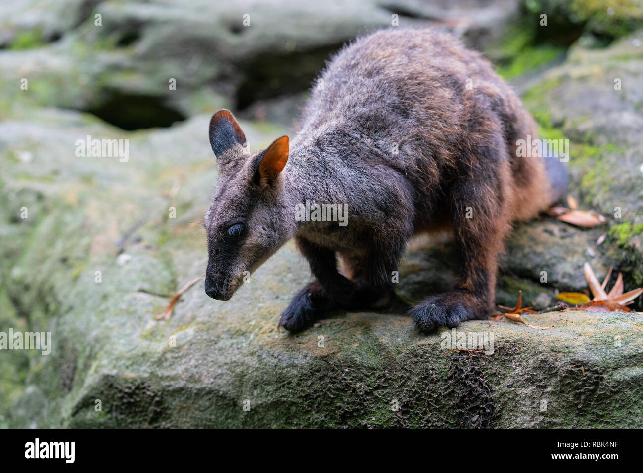 Le Pinceau-rock wallaby ou petit hibou Petrogale penicillata wallabies prêt à sauter d'un rocher dans le NSW Australie Banque D'Images