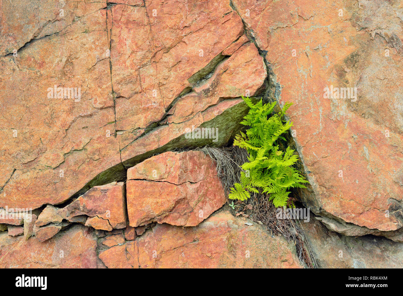 Hay-parfumées fougères poussant à partir d'une fissure dans une roche, près de la route du lac Onaping, Ontario, Canada Banque D'Images