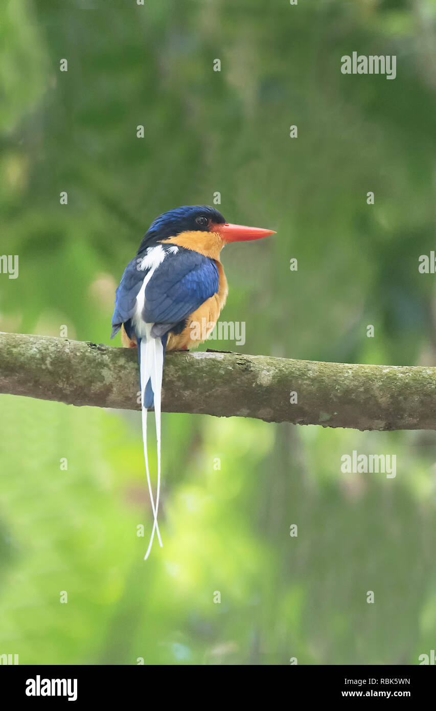 Buff-breasted Paradise Kingfisher (Tanysiptera sylvia), Julatten, Atherton, Far North Queensland, Queensland, Australie, FNQ Banque D'Images