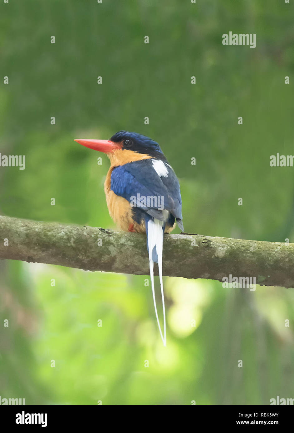 Buff-breasted Paradise Kingfisher (Tanysiptera sylvia), Julatten, Atherton, Far North Queensland, Queensland, Australie, FNQ Banque D'Images