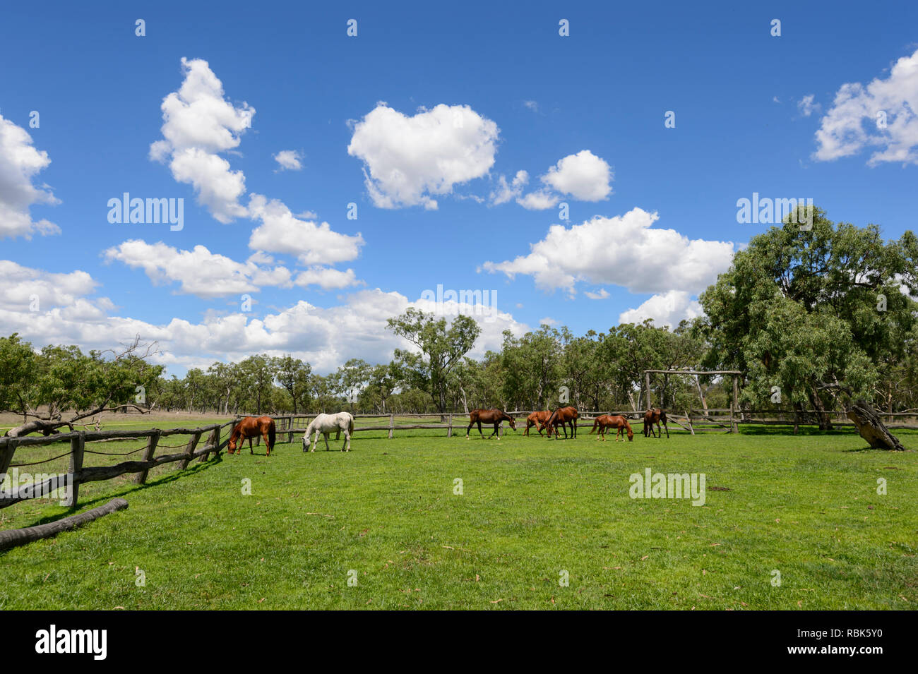 Les chevaux au pâturage dans un enclos à bétail Woodleigh SNCF, près de Ravenshoe, Atherton, Far North Queensland, Queensland, Australie, FNQ Banque D'Images