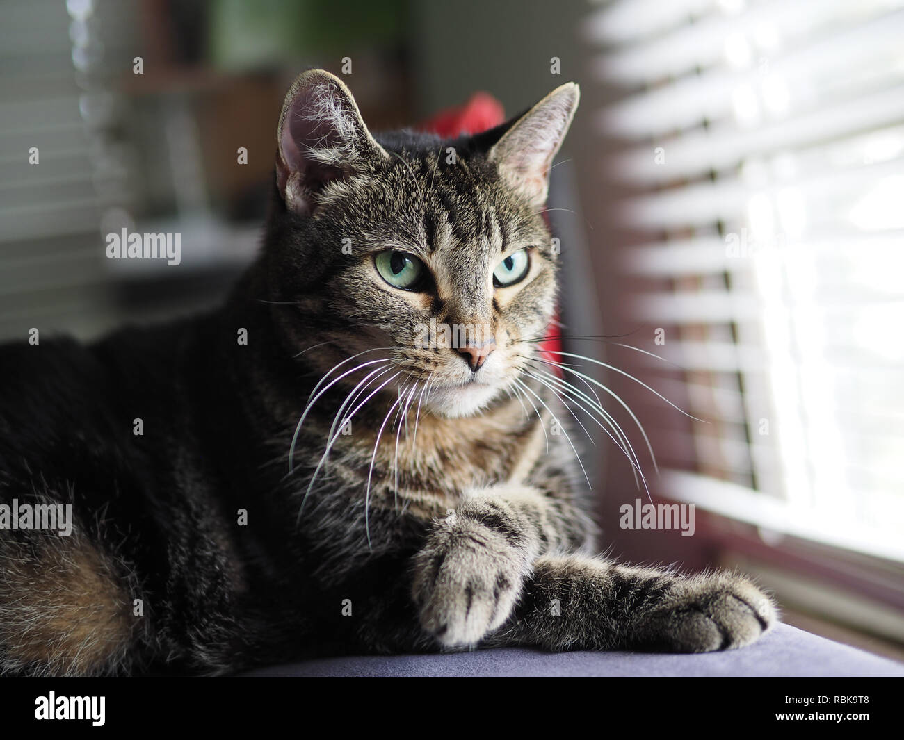 Le Mintie tabby avec ses yeux verts et la posture élégante Banque D'Images