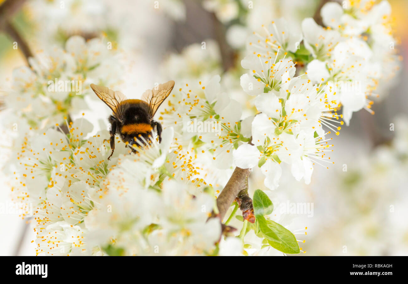 Bourdon sur fleur de cerisier Banque D'Images