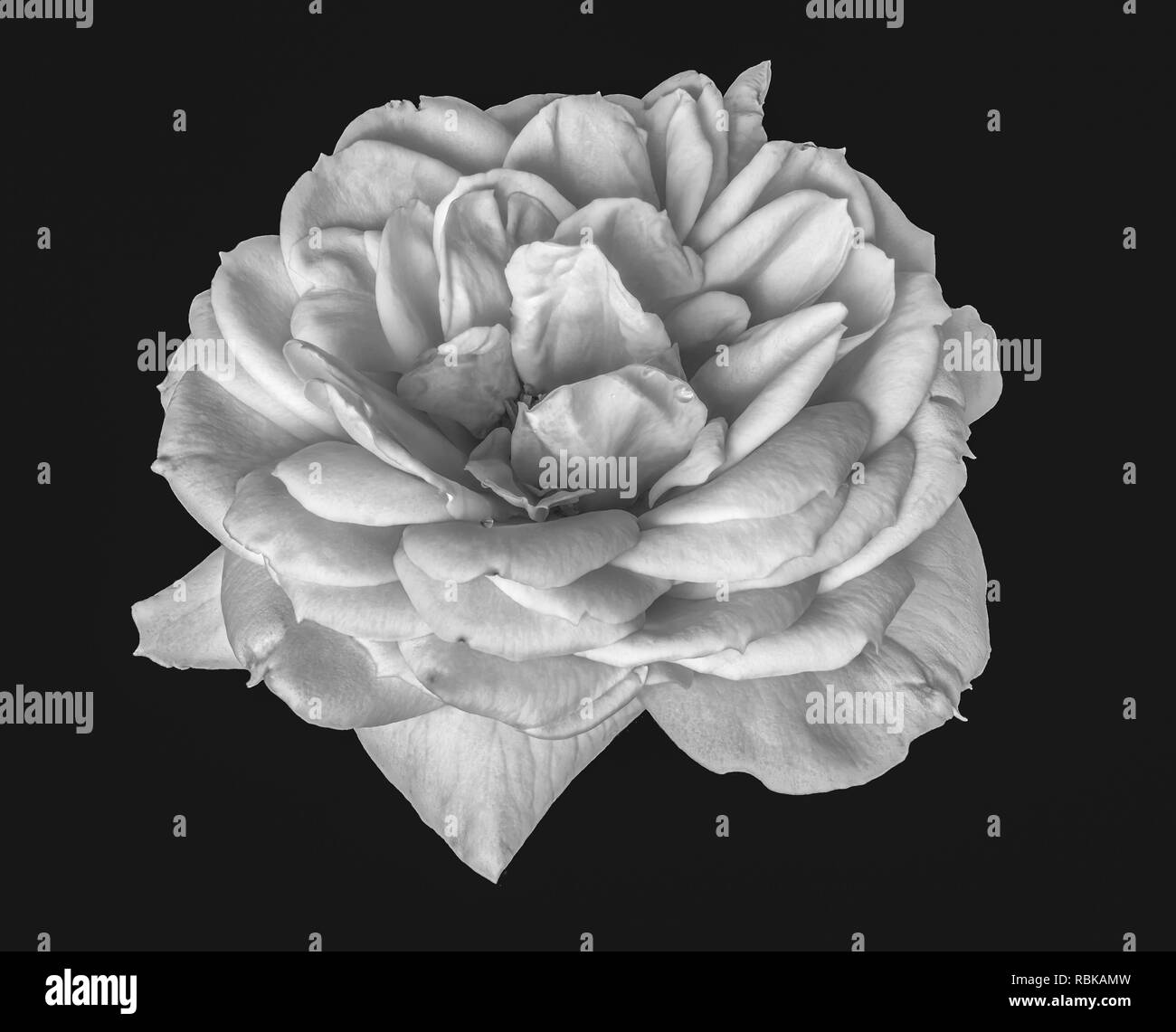 Monochrome noir et blanc fine art floral fleur macro vie toujours libre d'une seule fleur rose isolé avec de l'eau de pluie goutte texture détaillée amd Banque D'Images