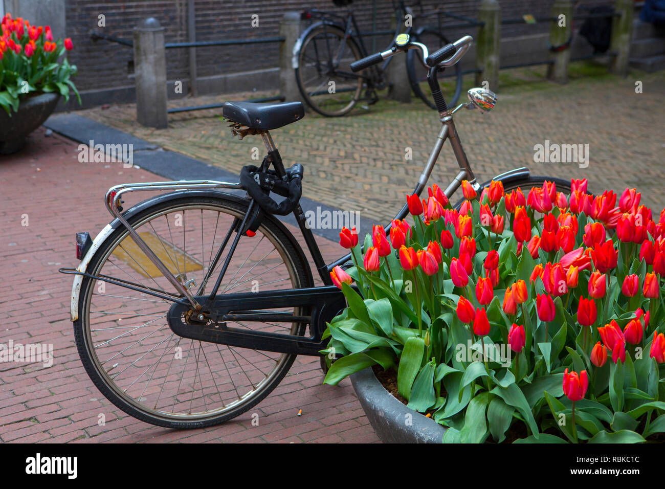 Des vélos et des tulipes sur une rue d'Amsterdam Banque D'Images