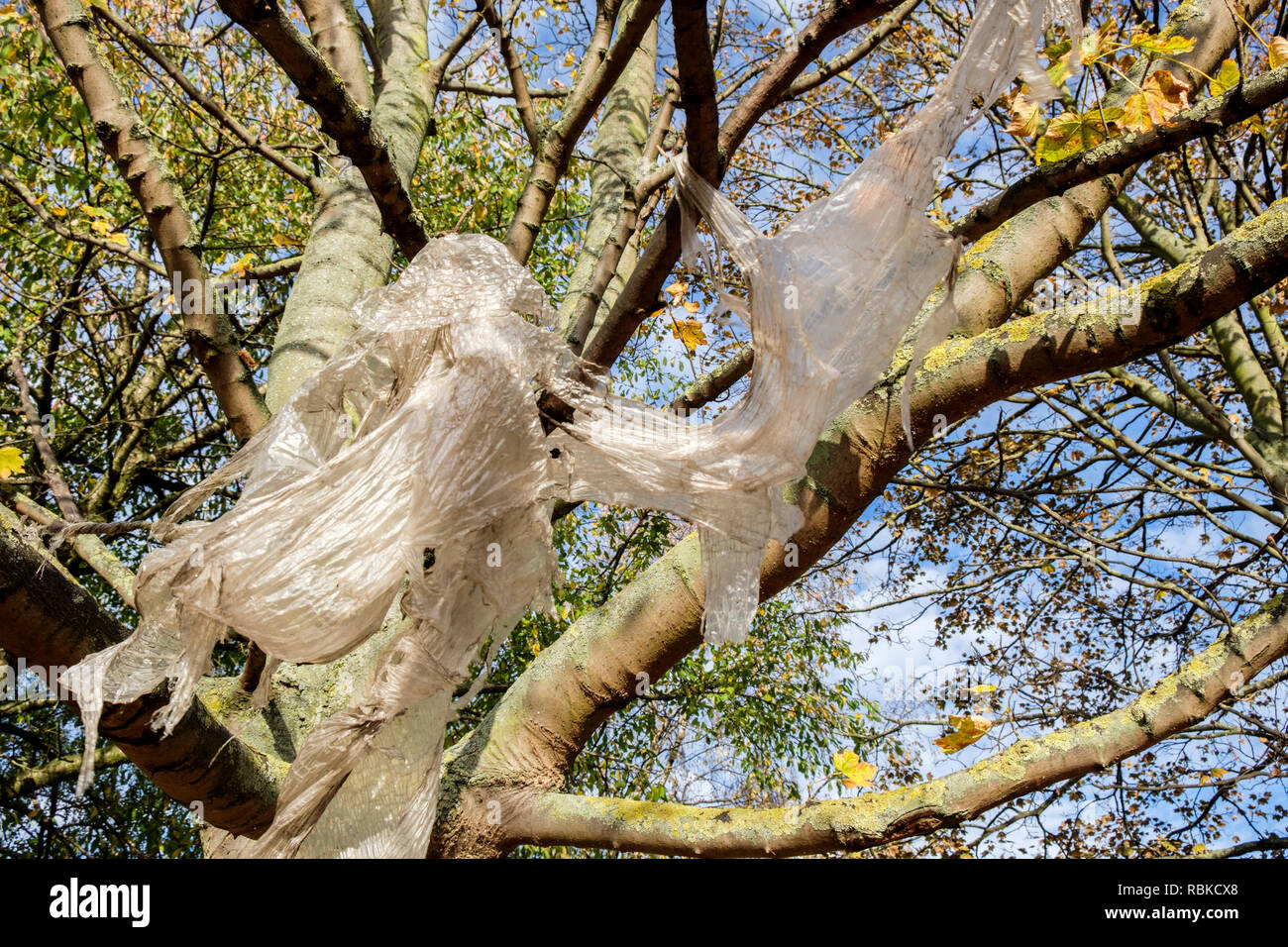 Les déchets plastiques. Bâches en plastique accroché à des branches dans un arbre de la création de la pollution de l'environnement, Nottingham, England, UK Banque D'Images