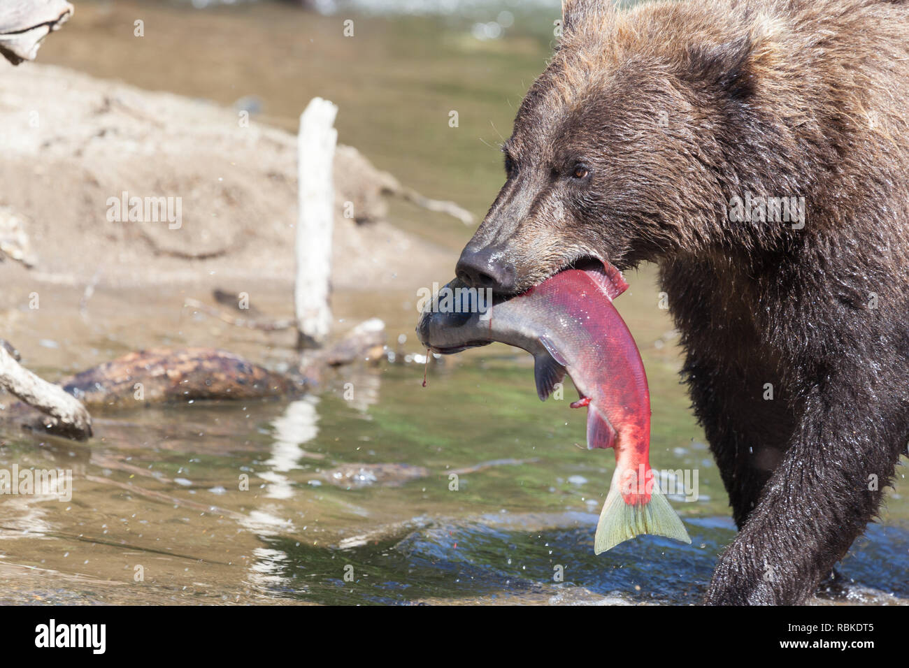 Grizzly Ours pêche manger sur le lac d'Almon Kouriles au Kamchatka en Russie. Ours brun sauvage close-up avec des poissons. Banque D'Images