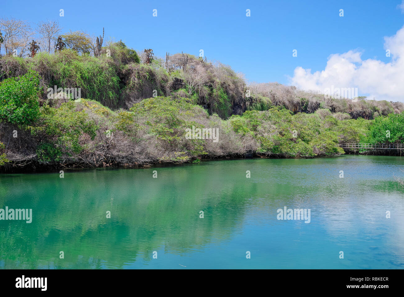 Laguna de las Ninfas, un lagon d'eau salée dans la ville de Puerto Ayora, sur l'île de Santa Cruz dans les îles Galapagos. Banque D'Images