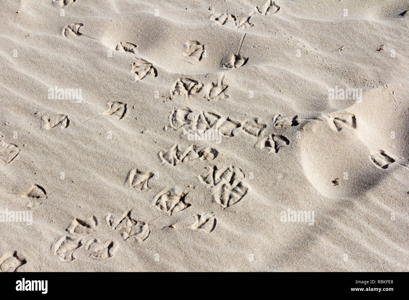 Les empreintes d'oiseaux dans le sable, Pambula, New South Wales, Australie Banque D'Images