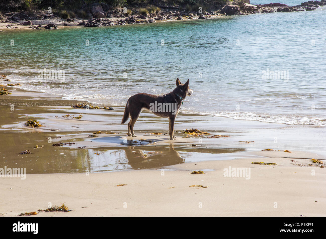 Chien regardant la mer, de la plage de l'estuaire de la rivière Pambula, New South Wales, Australie Banque D'Images
