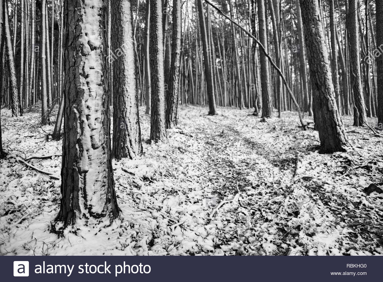 Un chemin à travers les bois de Bavière enneigée en noir et blanc, un jour d'hiver Banque D'Images