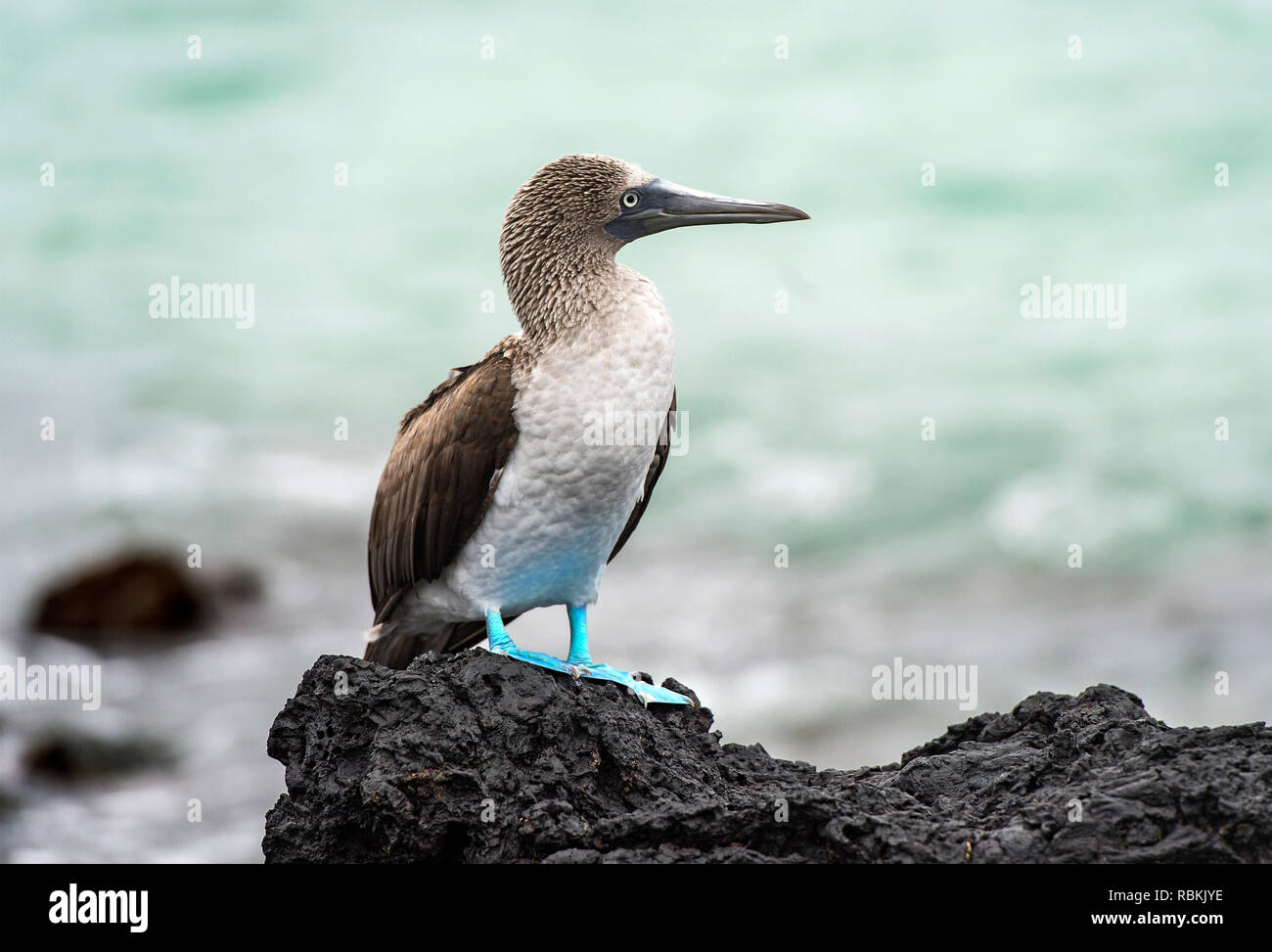 Fou à pieds bleus (Sula nebouxii), oiseau marin de la famille des fous (Sulidae), endémique à l'île Isabela, Galapagos, îles Galapagos, Equateur Banque D'Images