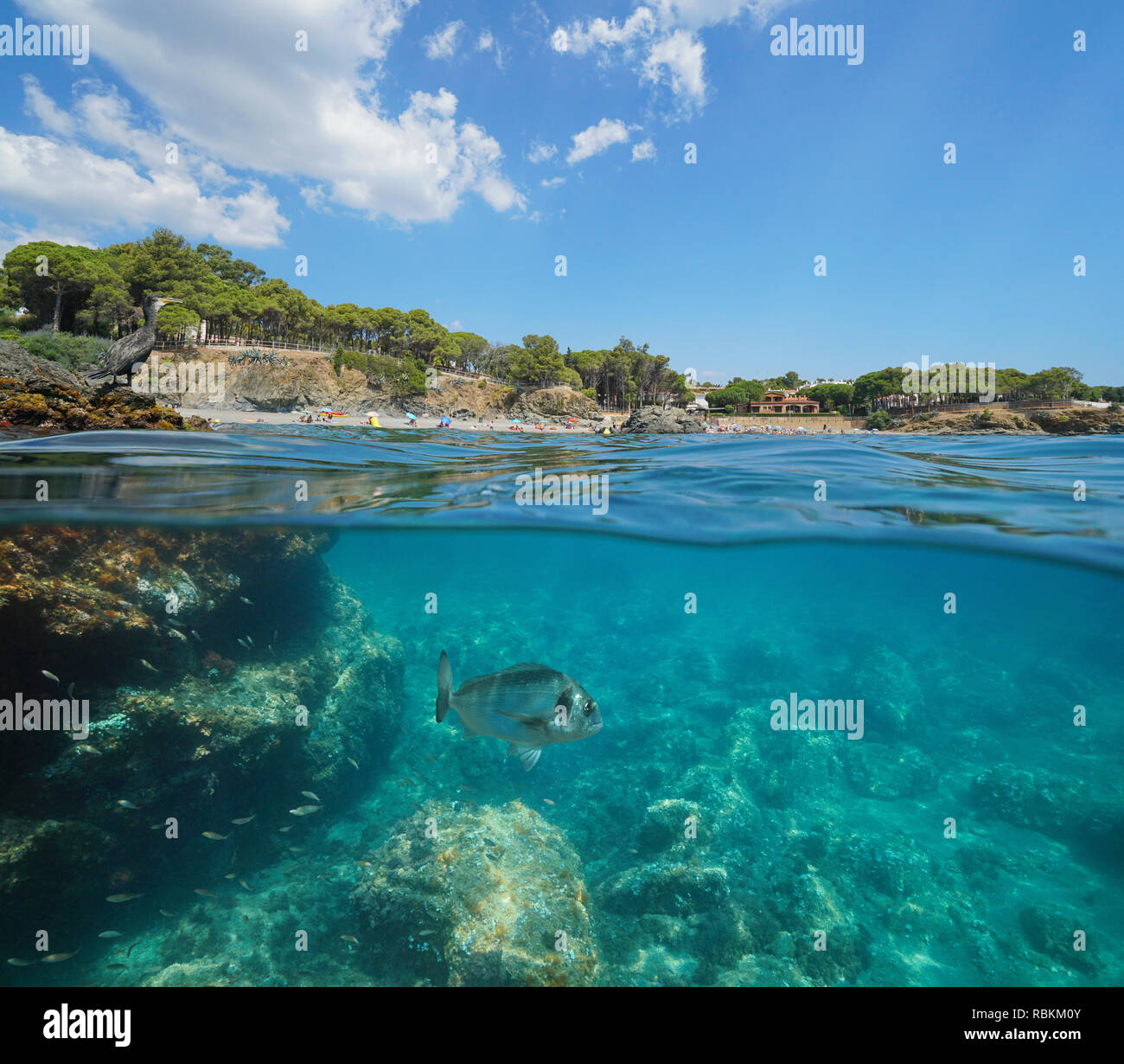 Espagne littoral avec cormoran sur rock et le poisson sous l'eau, Llanca sur la Costa Brava, split voir la moitié de la sur et sous l'eau, mer Méditerranée Banque D'Images