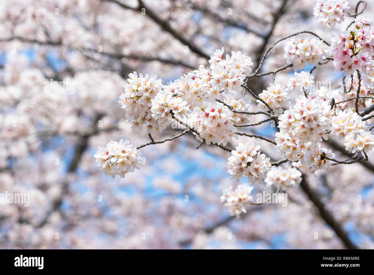 La saison des cerisiers en fleur est célèbre au Japon.A beaucoup de voyageurs venus à Tokyo pour voir les cerisiers en fleur fleur. Banque D'Images